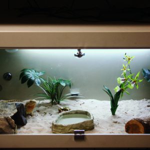 Vivarium 1