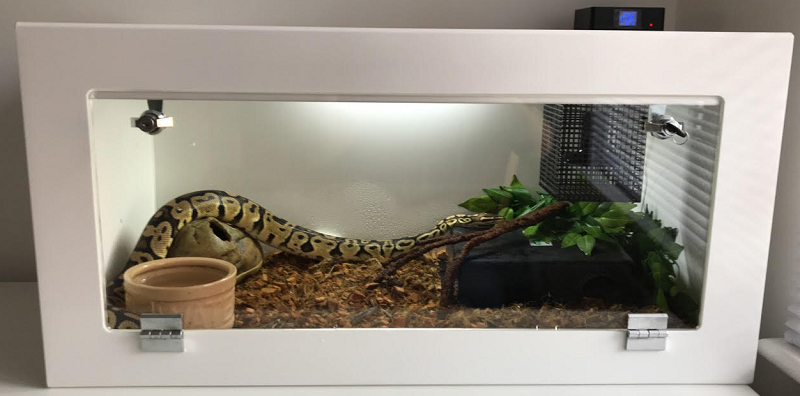 Lewis Thorne Sunny Pastel Royal